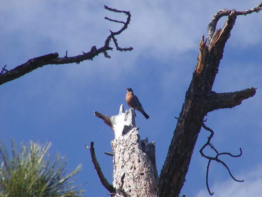 Thunderheart Villa Custer Luaran gambar